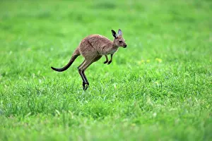 Australasia Prints: Western Grey Kangaroo (Macropus fuliginosus fuliginosus) Kangaroo Island subspecies