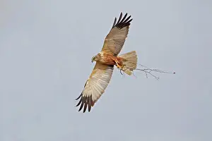 Gathers Prints: Western Marsh Harrier (Circus aeruginosus) adult male