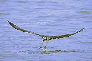 Body Of Water Prints: Western osprey (Pandion haliaetus) in flight