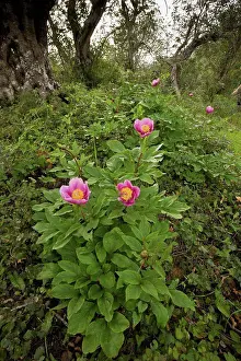 Perennials Prints: Western Peony (Paeonia broteroi) flowering