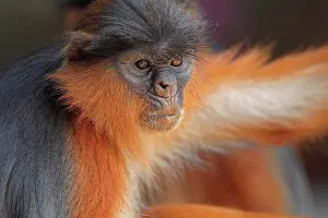Endangered Prints: Western Red Colobus (Procolobus badius) adult, close-up of head, Gambia, january