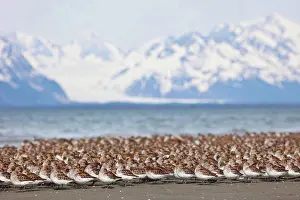 Feathered Prints: Western Sandpiper and Dunlins gathered on the mudflats of Hartney Bay with Chugach Mountains