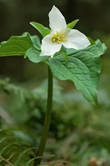 Vancouver Island Prints: Western Trillium Trillium ovatum pursh