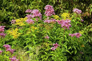 Moist Prints: A wetland wildflower meadow in Pennsylvania Pocono Mountains including Rough-stemed Goldenrod and Spotted Joe-Pye-Weed