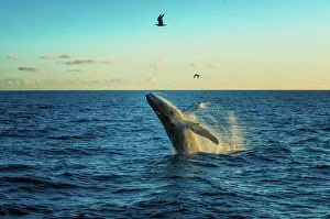 Animal Prints: Whale breach in Alaska