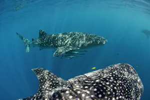 Huge Prints: Whale Shark, Cenderawasih Bay, West Papua, Indonesia