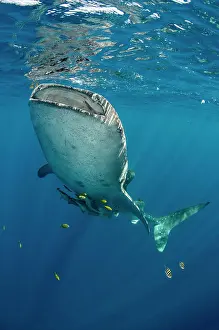 Huge Prints: Whale Shark, Cenderawasih Bay, West Papua, Indonesia