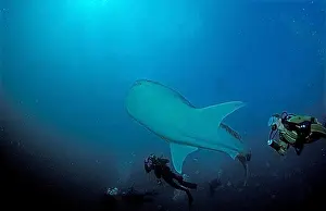 Giant Prints: Whale shark and diver, Rhincodon typus, Maldives, Indian Ocean, Ari Atoll, Asia