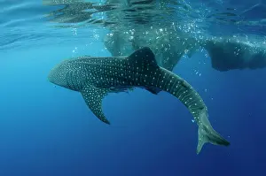 Huge Prints: Whale Shark feeding at Bagan, Cenderawasih Bay