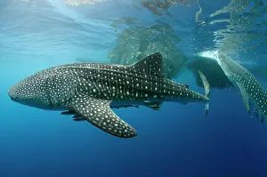 Huge Prints: Whale Shark feeding at Bagan, Cenderawasih Bay
