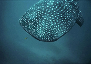 Submarine Photos Prints: Whale Shark and Juvenile Golden Trevally West Australia
