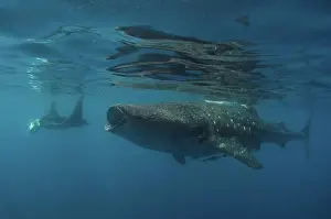 Sea Animal Prints: Whale Shark (Rhincodon typus) and Giant Oceanic Manta Ray (Manta birostris ) feeding underwater