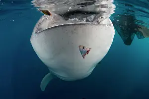 Animal Mouth Prints: Whale shark (Rhincodon typus) gulping water near the surface, Cenderawasih Bay, Indonesia
