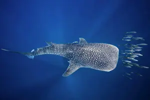Multitude Prints: Whale shark (Rhincodon typus) swimming with a school of bonito, Nosy Be, Madagascar