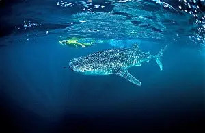 Mountain Chain Prints: Whale shark and snorkeller, Rhincodon thypus