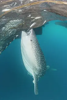 Animal Mouth Prints: Whale shark sucking at fishing nets for scraps of fish