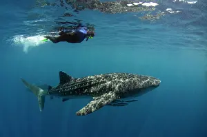 Traveller Prints: Whale Shark and tourist. Cenderawasih Bay, West Papua, Indonesia