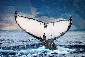Animal Prints: Whale tale, Humpback Whale (Megaptera novaeangliae) lifts its fluke, Maui, Hawaii