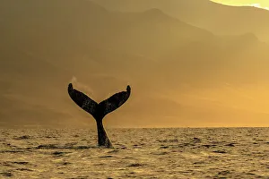 Blue Water Prints: Whale tale, Humpback Whale (Megaptera novaeangliae) lifts its fluke at sunrise