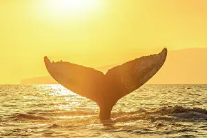 Blue Water Prints: Whale tale, Humpback Whale (Megaptera novaeangliae) lifts its fluke at sunset