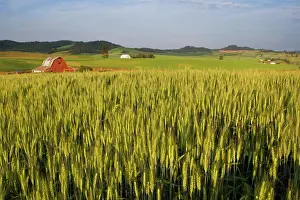 Barn Prints: Wheat field and barns in the Palouse Country near Potlatch Idaho