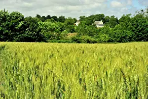Normandy Prints: wheat field in spring, Calvados Department, Normandy France