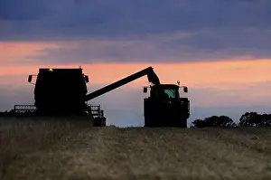 Crops Prints: Wheat (Triticum aestivum) crop