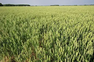 Swedish Prints: Wheat (Triticum aestivum) crop, ripening ears in flower, Sweden, july