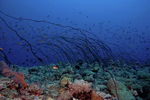 Seas Prints: Whip coral in the Red Sea Sudan
