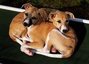 Hound Prints: Whippets, AKC, 9-week-old puppies photographed in Fairbanks