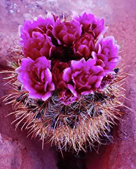 Utah Prints: Whipple's Fishhook Cactus, Sclerocactus whipplei