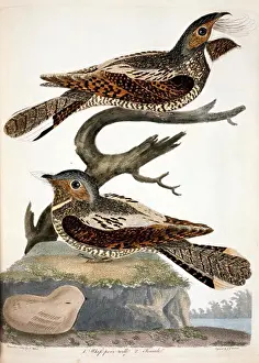 Wilson Prints: Whippoorwill, by A. Wilson, Print