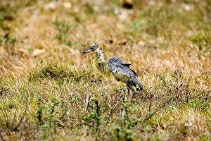 Full Length Prints: Whistling Heron Syrigma Sibilatrix