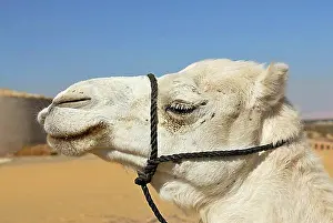 Oasis Prints: White Arabian camel, dromedary (Camelus dromedarius)