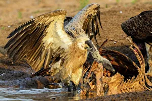 Lion Book Prints: White-backed Vulture (Gyps africanus) or African White-backed Vulture feeding