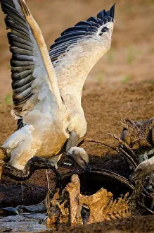 Lion Book Prints: White-backed Vulture (Gyps africanus) or African White-backed Vulture feeding