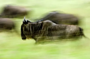 Antelope Prints: White-Bearded wildebeest (Connochaetes taurinus albojubatus) on migration