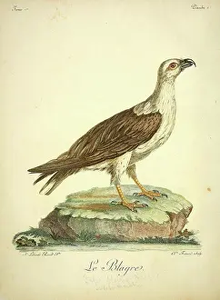 Ornithology Prints: White-bellied sea eagle, 18th century illustration