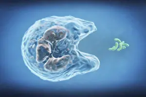 Defense Prints: A white blood cell engulfing bacteria in a process called phagocytosis
