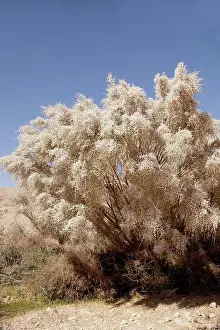 Arid Prints: White broom (Retama raetam)