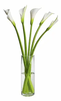 Glass Material Prints: White calla flowers in glass on white background, close up