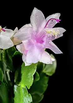 Ukraine Prints: White Christmas Cactus Flowers With Pink Centers On Black Background