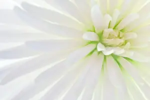 White Chrysanthemum flower