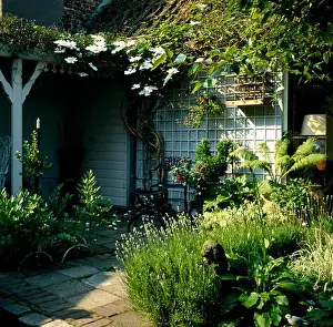 Lavender Prints: White clematis on veranda of courtyard garden with lavender