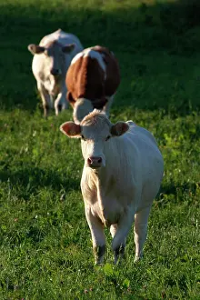 Focus On Foreground Prints: White Cow Looking Into the Camera