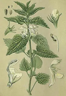 Picture Prints: White Dead Nettle (Ortica bianca)
