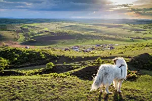 Hills Prints: White dog overlooking a small Romanian village in the countryside in summer