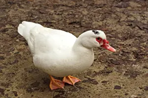 Teich Prints: White Duck 1075200492