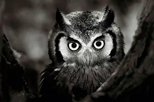 Animal Prints: White-faced owl