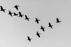 Kwazulunatal Prints: White-faced Whistling Duck (Dendrocygna viduata) in flight